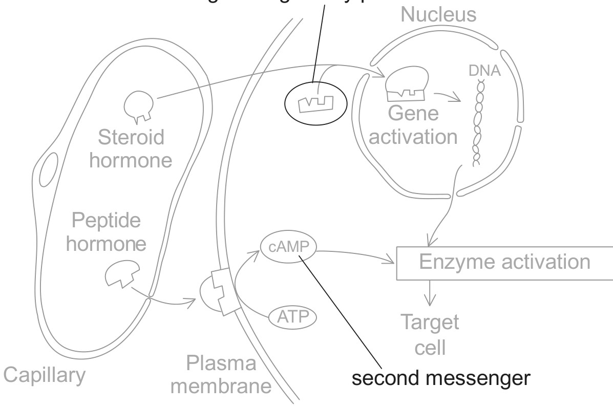 Figure for Answer to Question IB Biology HL C2.1.7 Hl Signal Transduction Pathways Questions question 1 — IB Biology HL