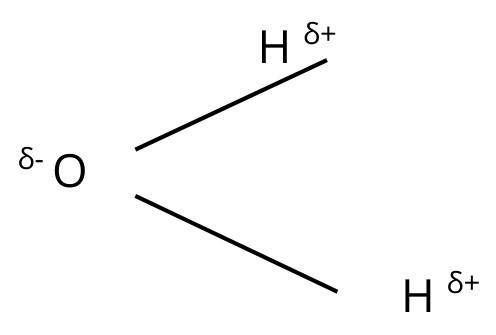 Figure for Answer to Question 1 — Edexcel A-Level Biology AS