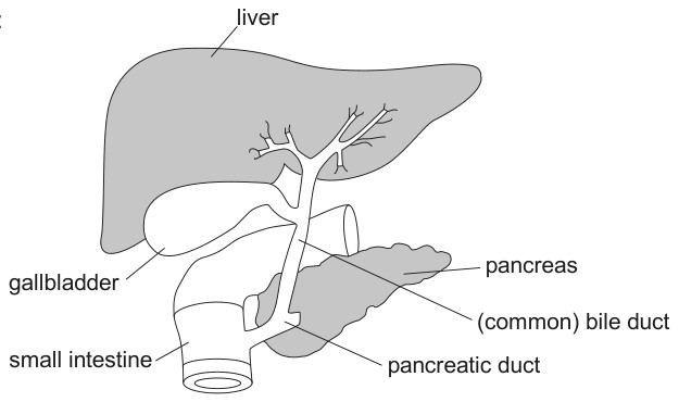 Official answer image from the markscheme.