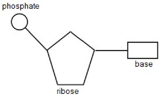 official ribonucleotide diagram answer
