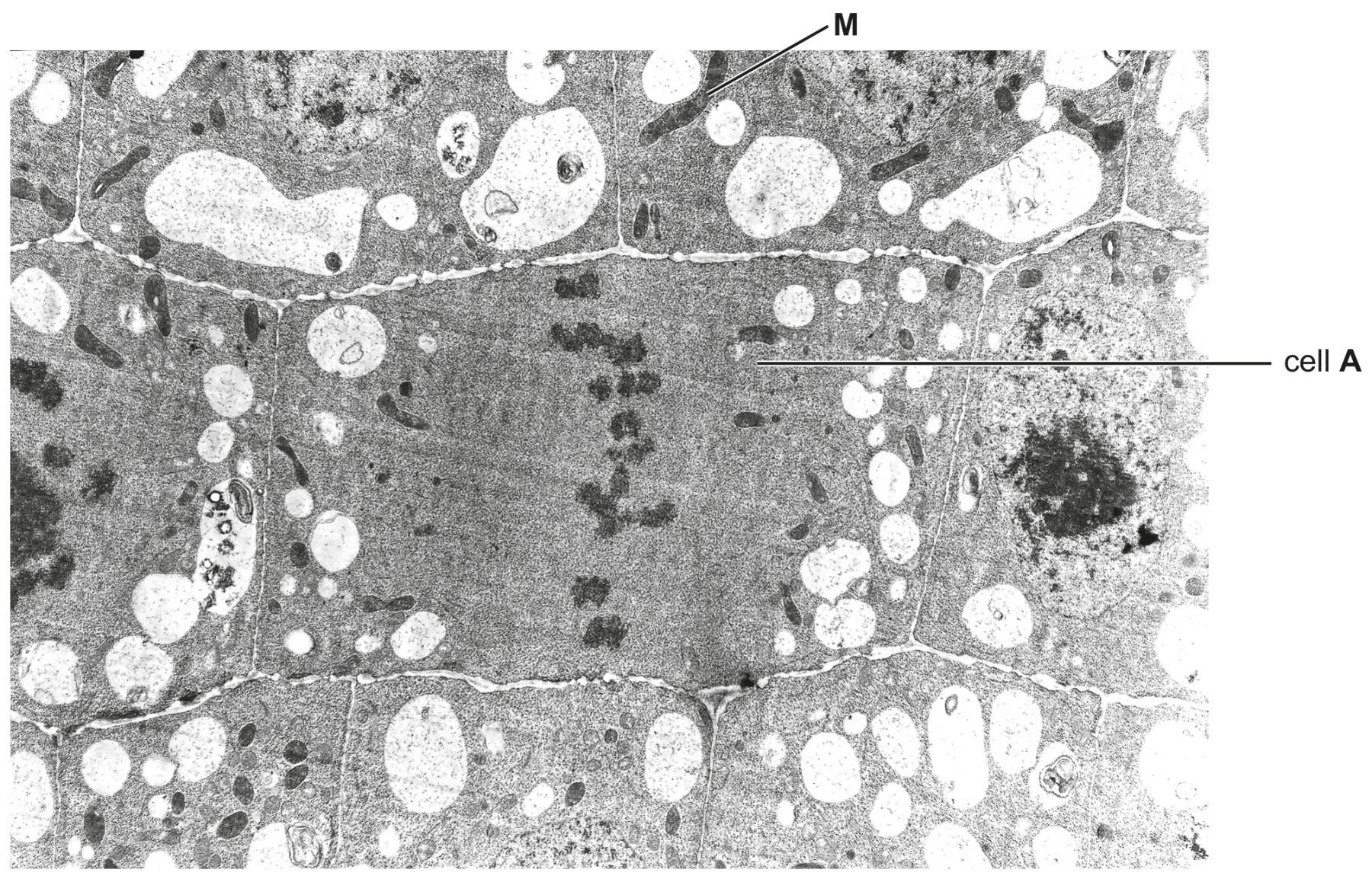 Fig. 6.1