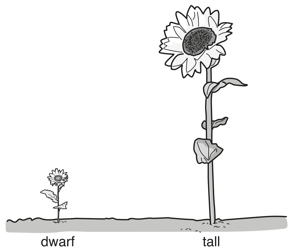 not to scale