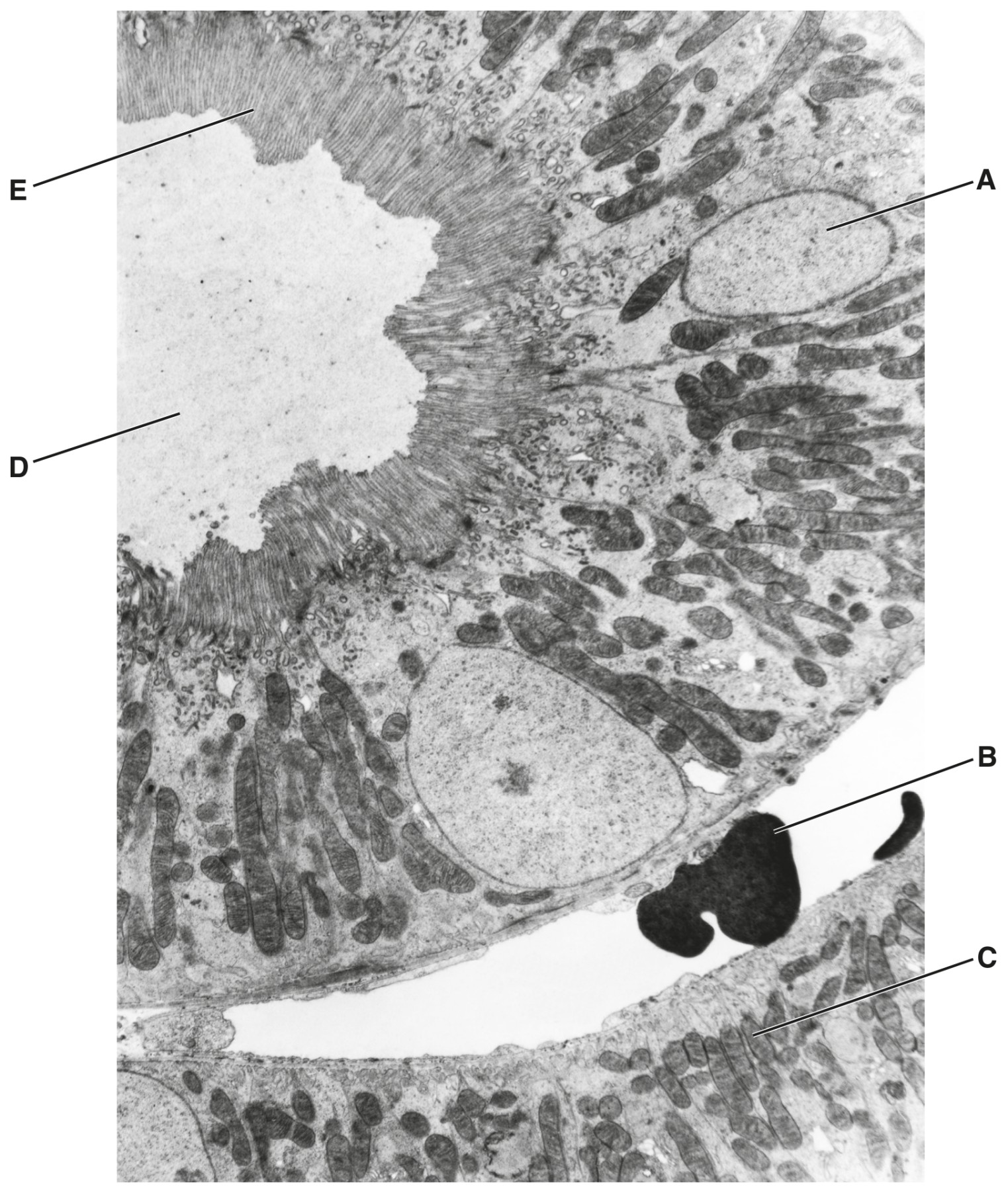 Fig. 1.1