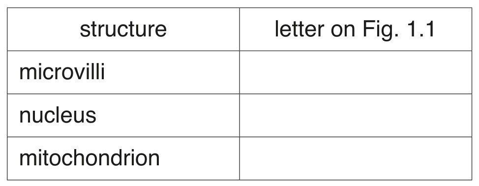 Table for Question 4 — CAIE IGCSE Biology