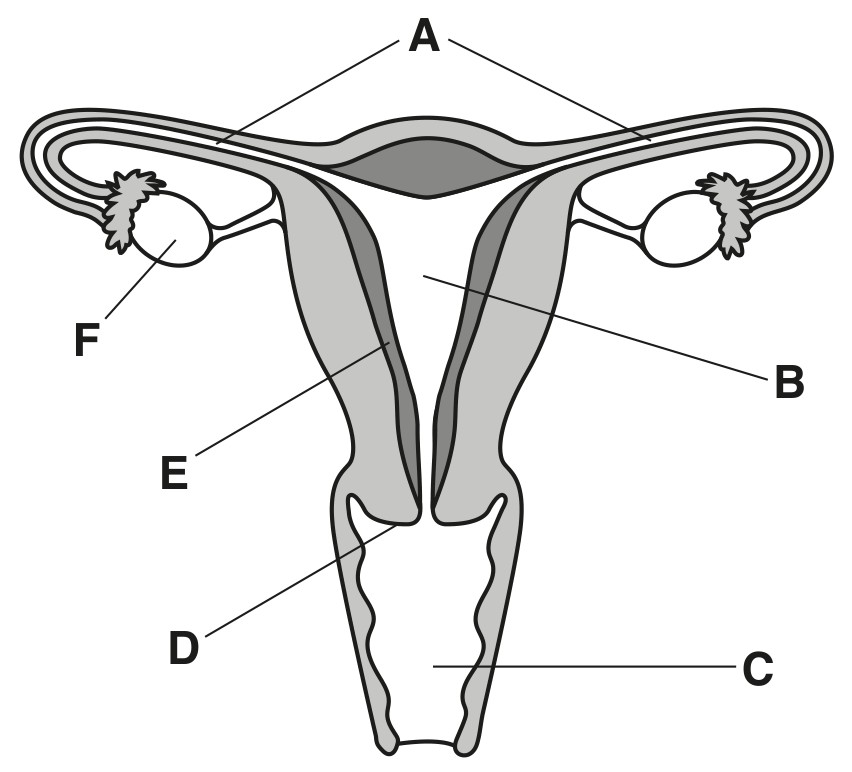 Fig. 4.1