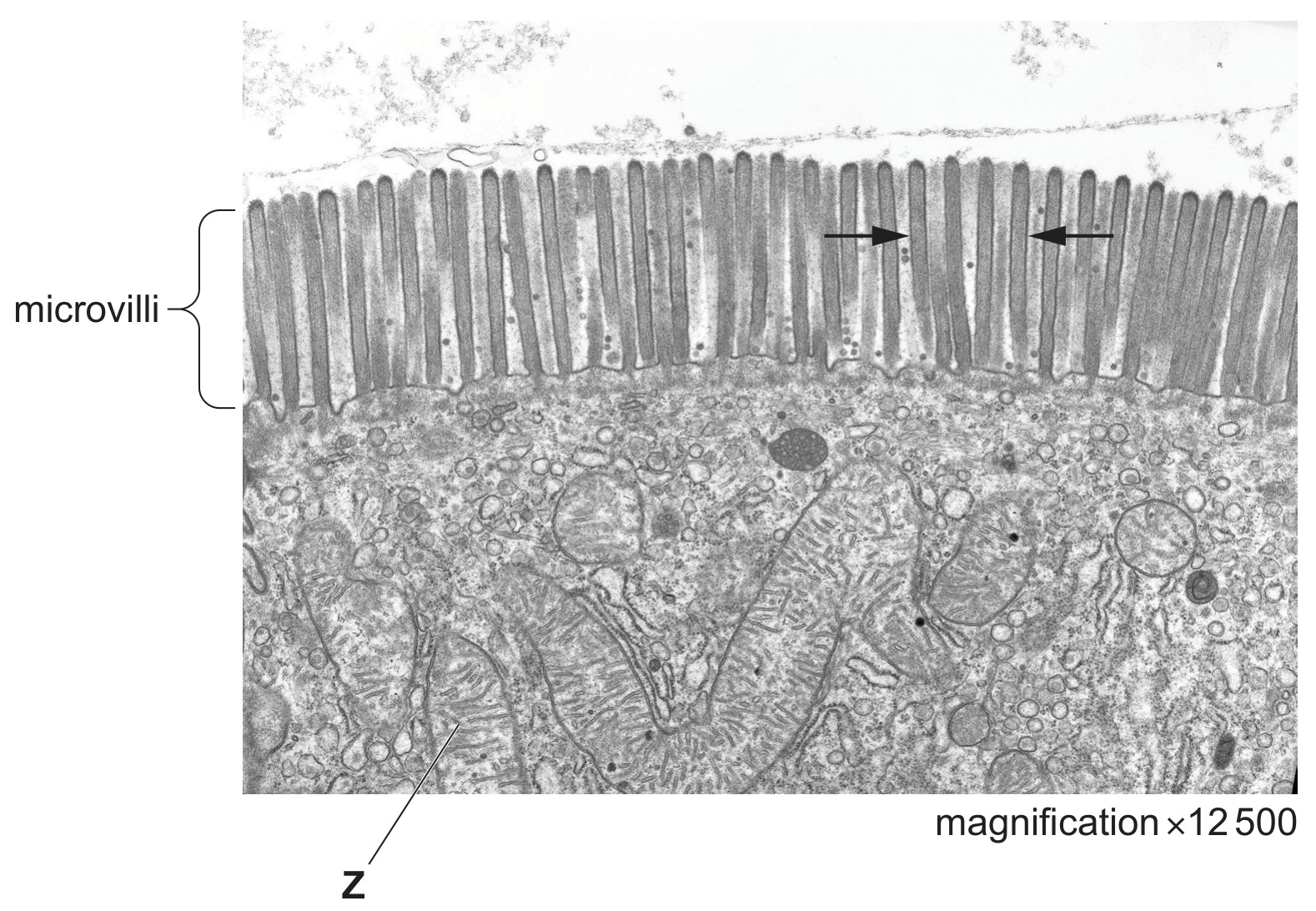 Fig. 2.1