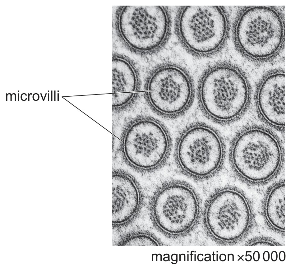 Fig. 2.2