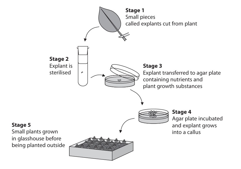 Figure for Question 3 — Edexcel IGCSE Biology