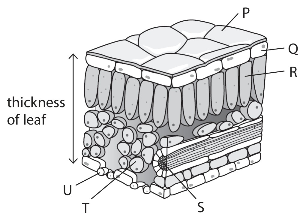 Figure for Question Edexcel IGCSE Biology 2 42b Leaf Adaptations for Gas Exchange Questions question 1 — Edexcel IGCSE Biology