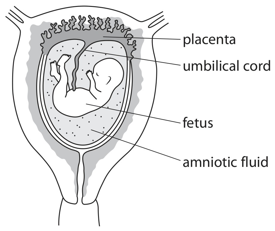 Figure for Question 9 — Edexcel IGCSE Biology