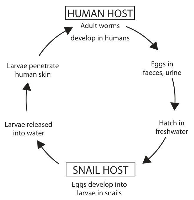 Figure for Question 4 — Edexcel IGCSE Biology