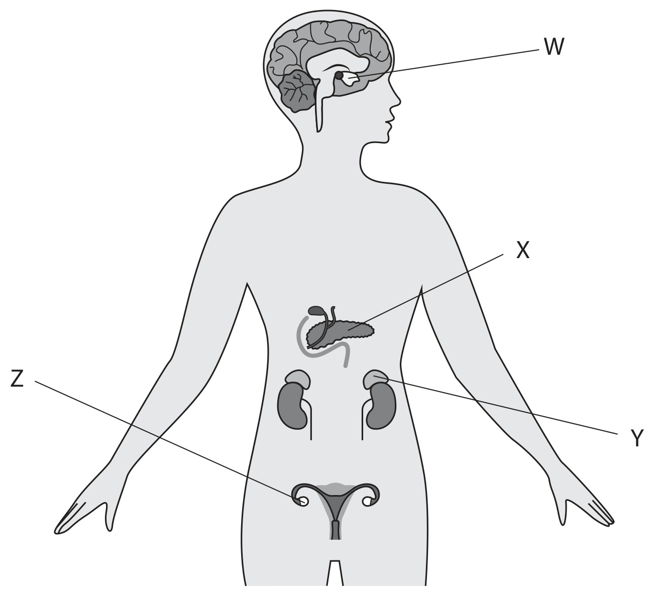 Figure for Question 1 — Edexcel IGCSE Biology