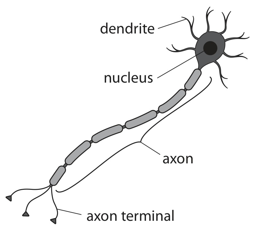 Figure for Question 1 — Edexcel IGCSE Biology