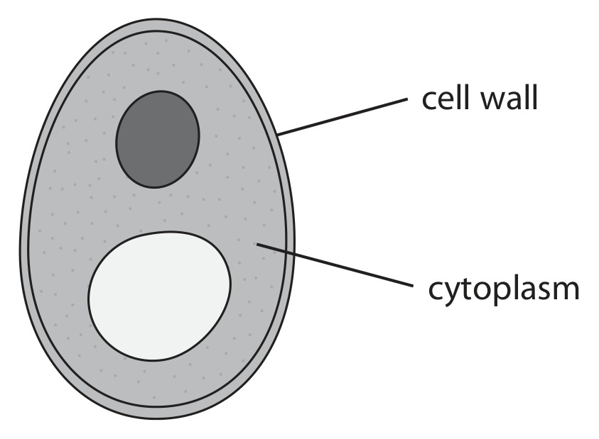 Figure for Question 4 — Edexcel IGCSE Biology