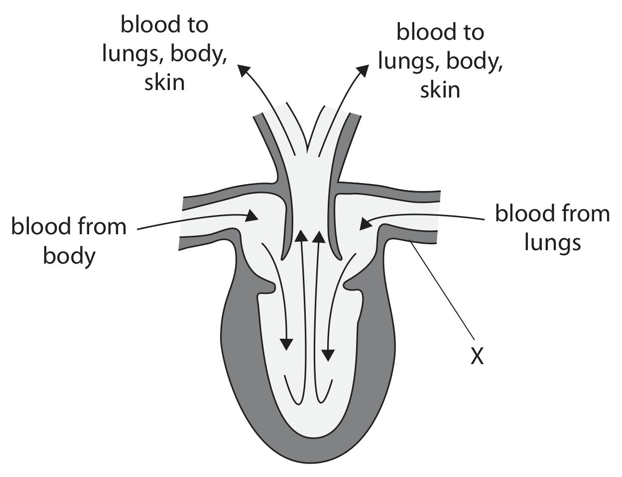 Figure for Question 19 — Edexcel IGCSE Biology