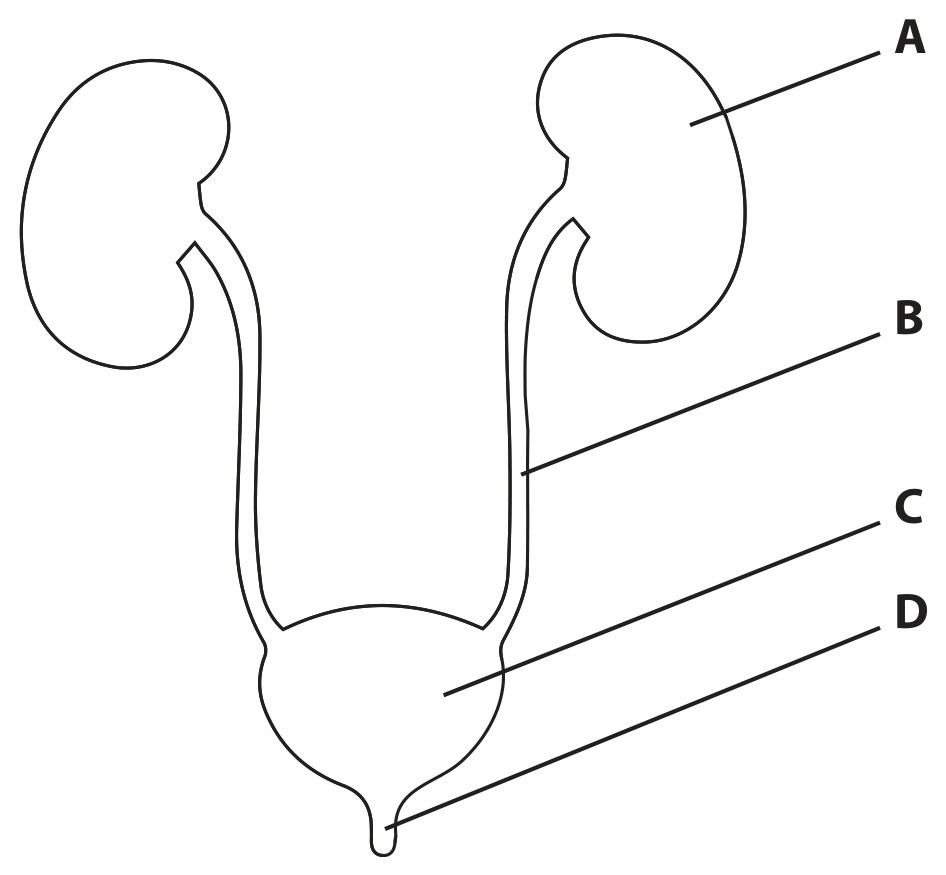 Figure for Question 11 — Edexcel IGCSE Biology