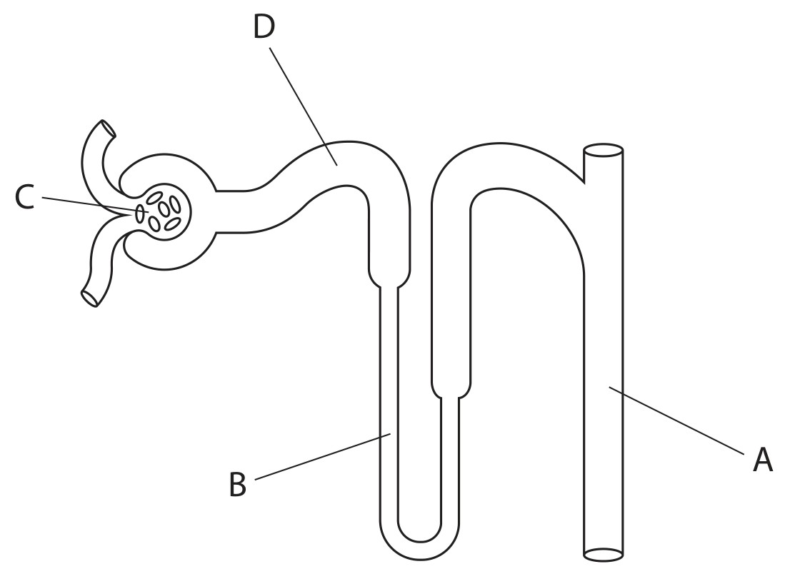 Figure for Question 5 — Edexcel IGCSE Biology