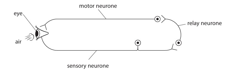 Figure for Question 12 — Edexcel IGCSE Biology