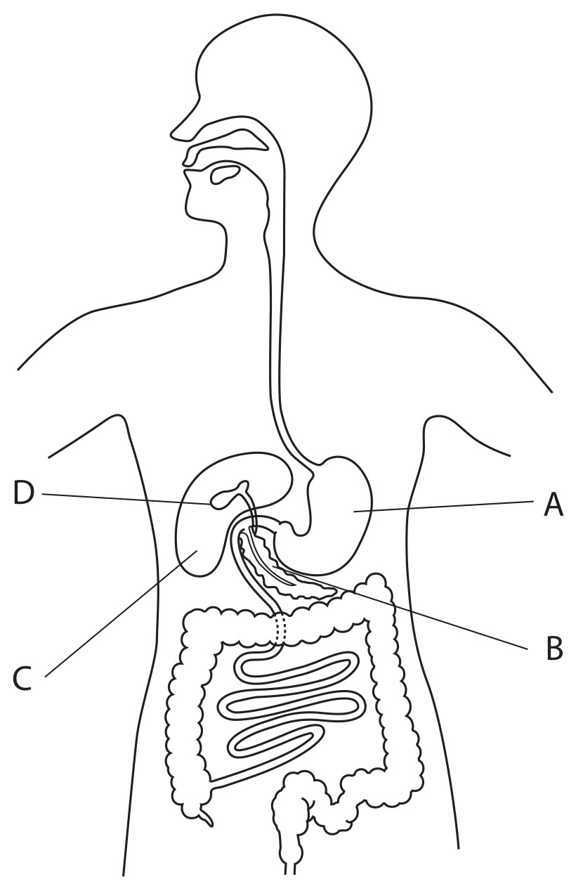 Figure for Question 14 — Edexcel IGCSE Biology