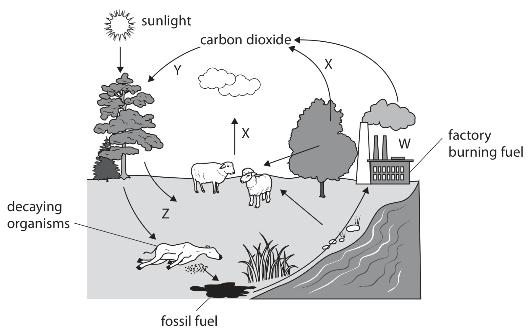 Figure for Question 1 — Edexcel IGCSE Biology