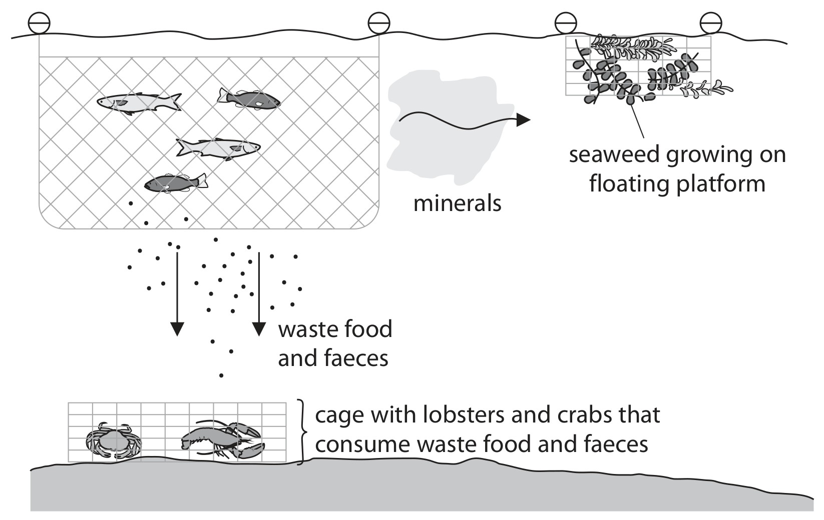 Figure for Question 8 — Edexcel IGCSE Biology