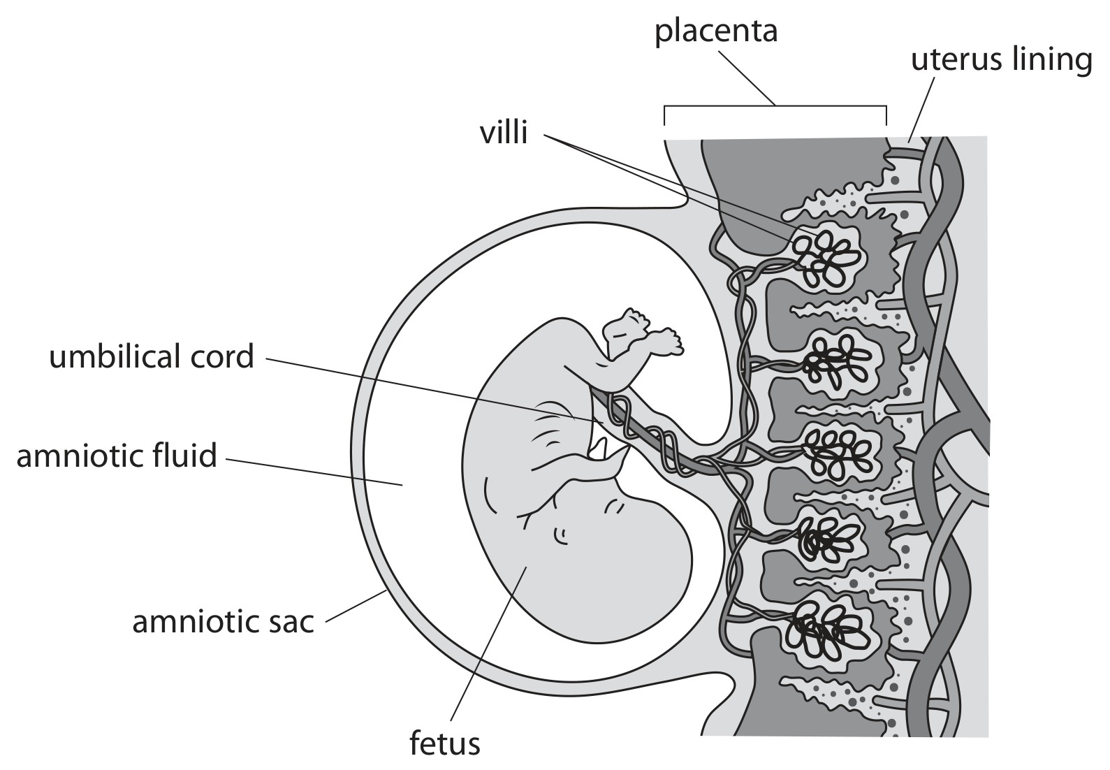 Figure for Question 14 — Edexcel IGCSE Biology
