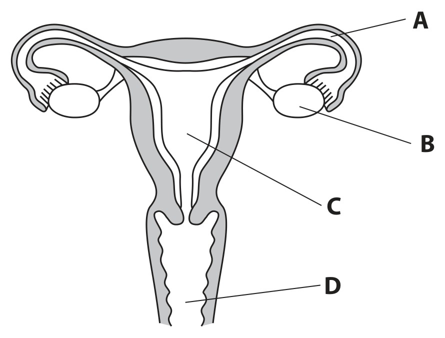 Figure for Question 14 — Edexcel IGCSE Biology