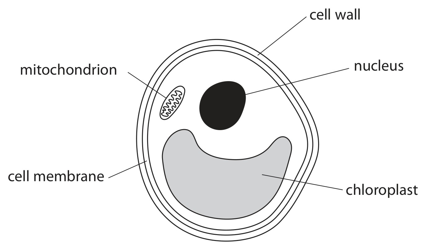 Figure for Question 4 — Edexcel IGCSE Biology