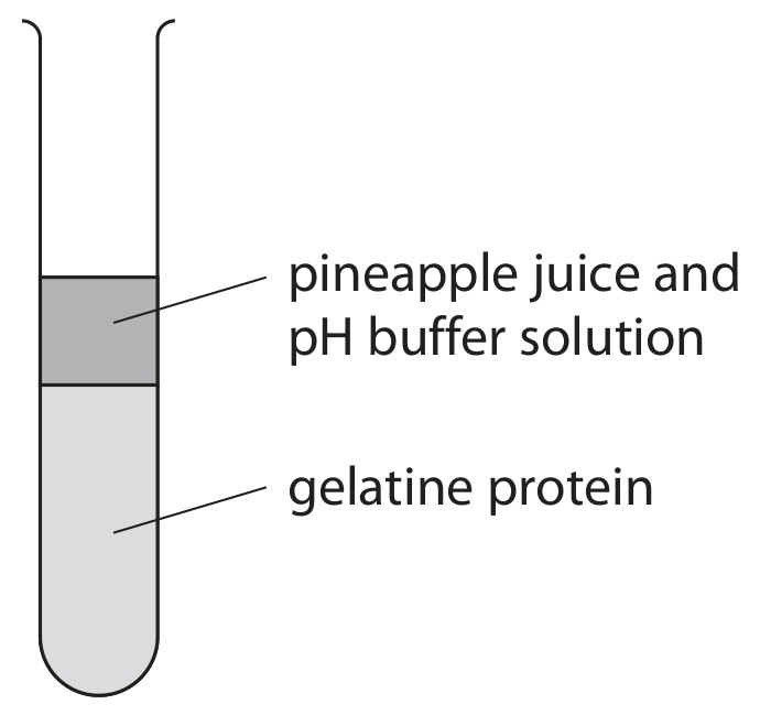 Figure for Question 12 — Edexcel IGCSE Biology