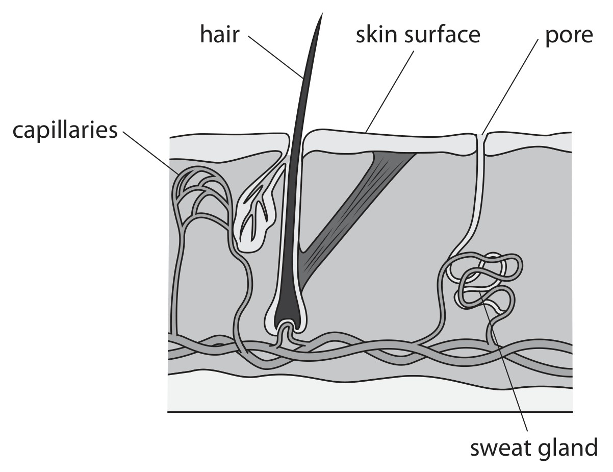 Figure for Question 3 — Edexcel IGCSE Biology