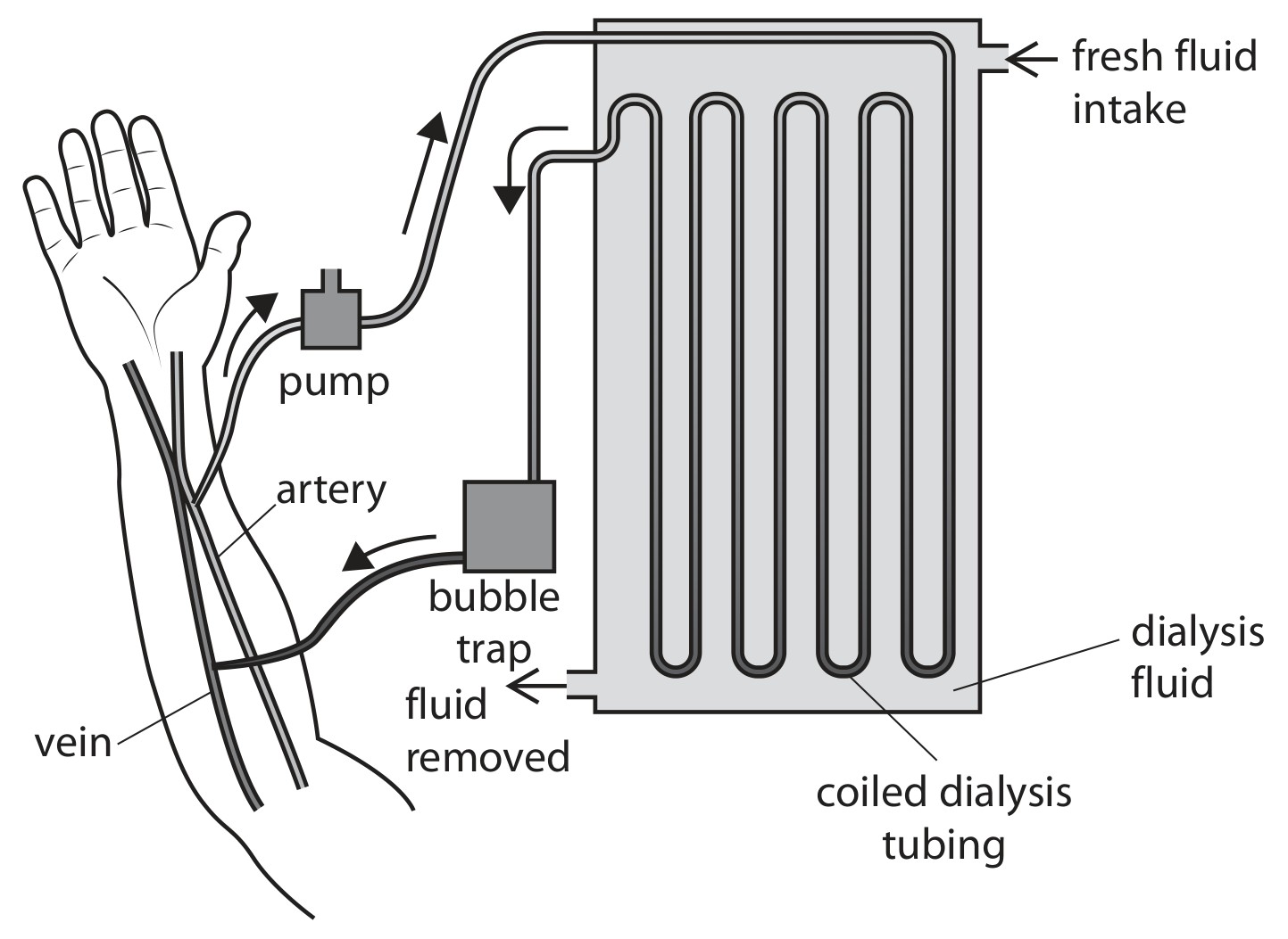 Figure for Question 2 — Edexcel IGCSE Biology