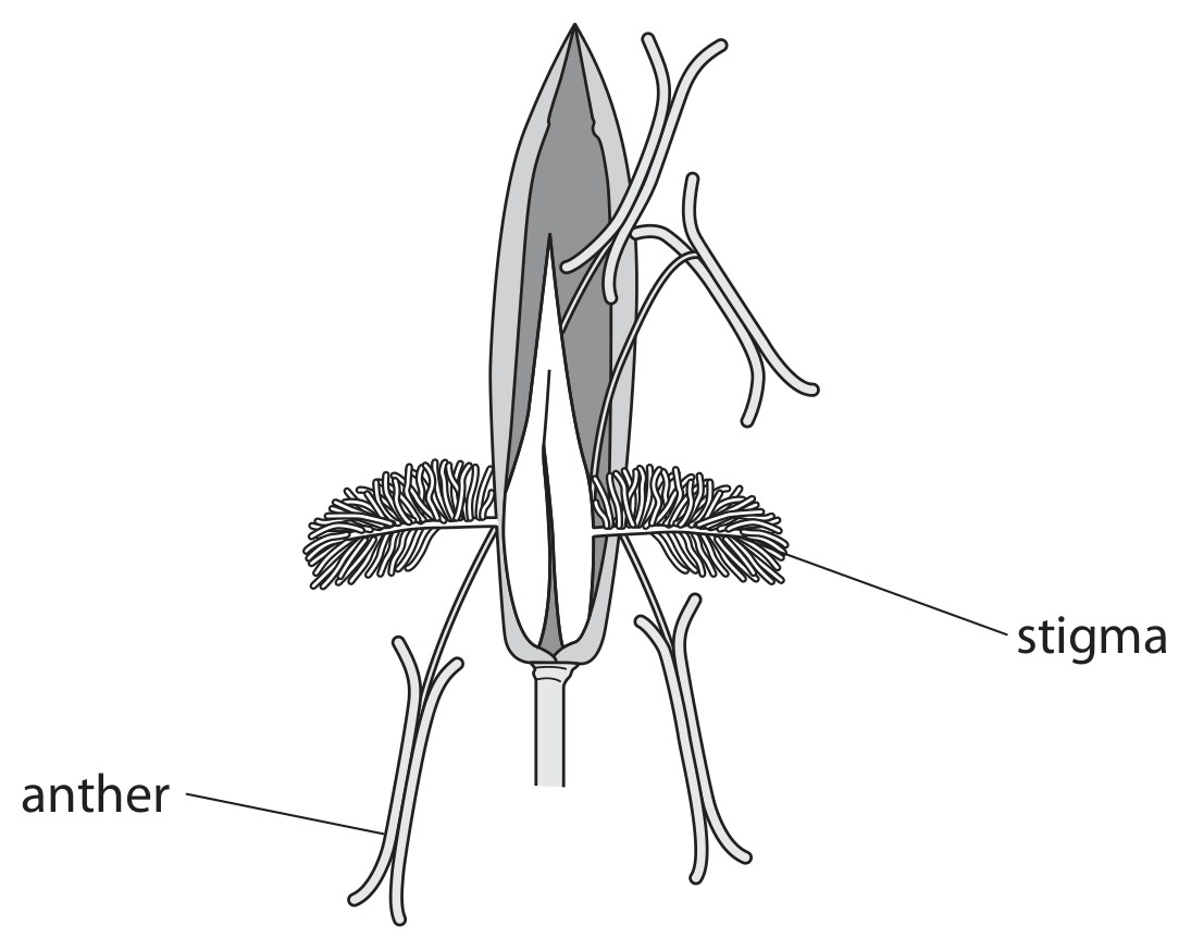 Figure for Question 6 — Edexcel IGCSE Biology