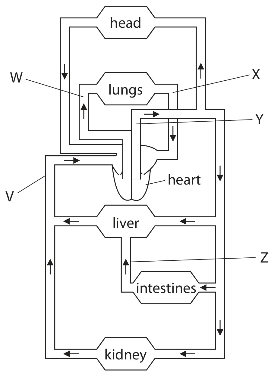 Figure for Question 18 — Edexcel IGCSE Biology