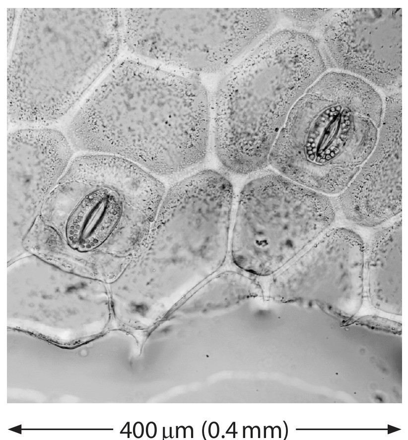 Figure for Question 2 — Edexcel IGCSE Biology