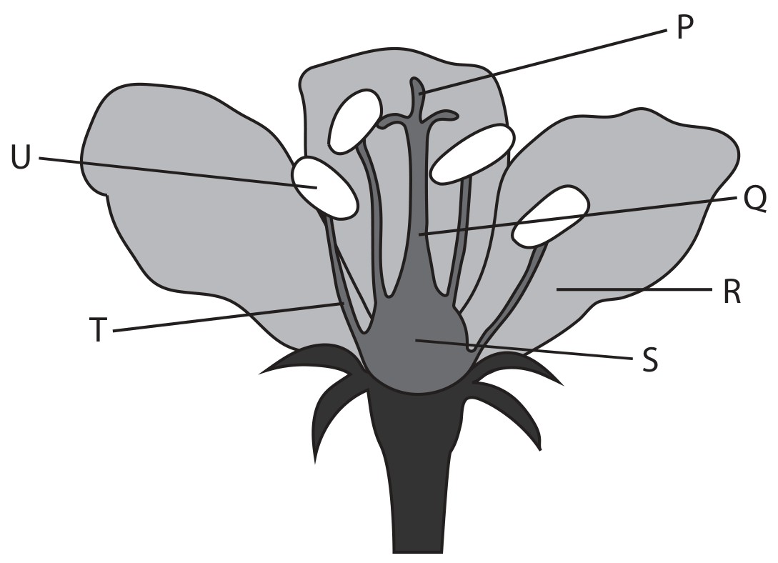 Figure for Question 4 — Edexcel IGCSE Biology