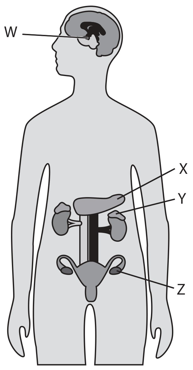 Figure for Question 13 — Edexcel IGCSE Biology