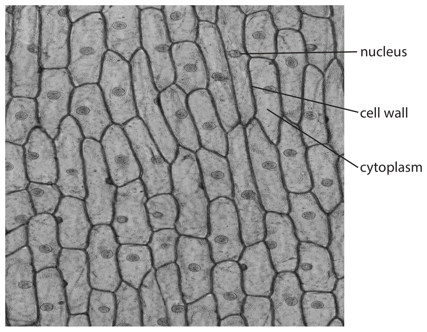 Figure for Question 4 — Edexcel IGCSE Biology