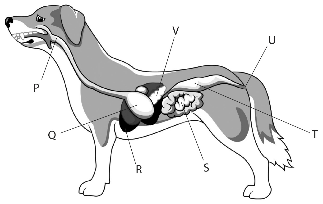 Figure for Question 15 — Edexcel IGCSE Biology