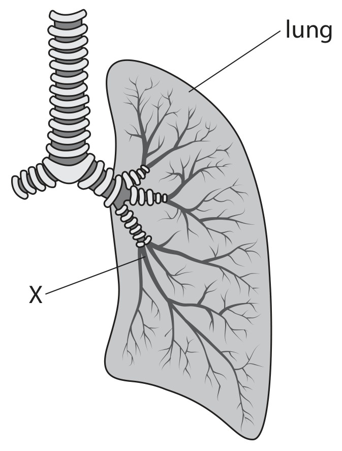 Figure for Question Edexcel IGCSE Biology 2.46 Thorax Structure Questions question 1 — Edexcel IGCSE Biology