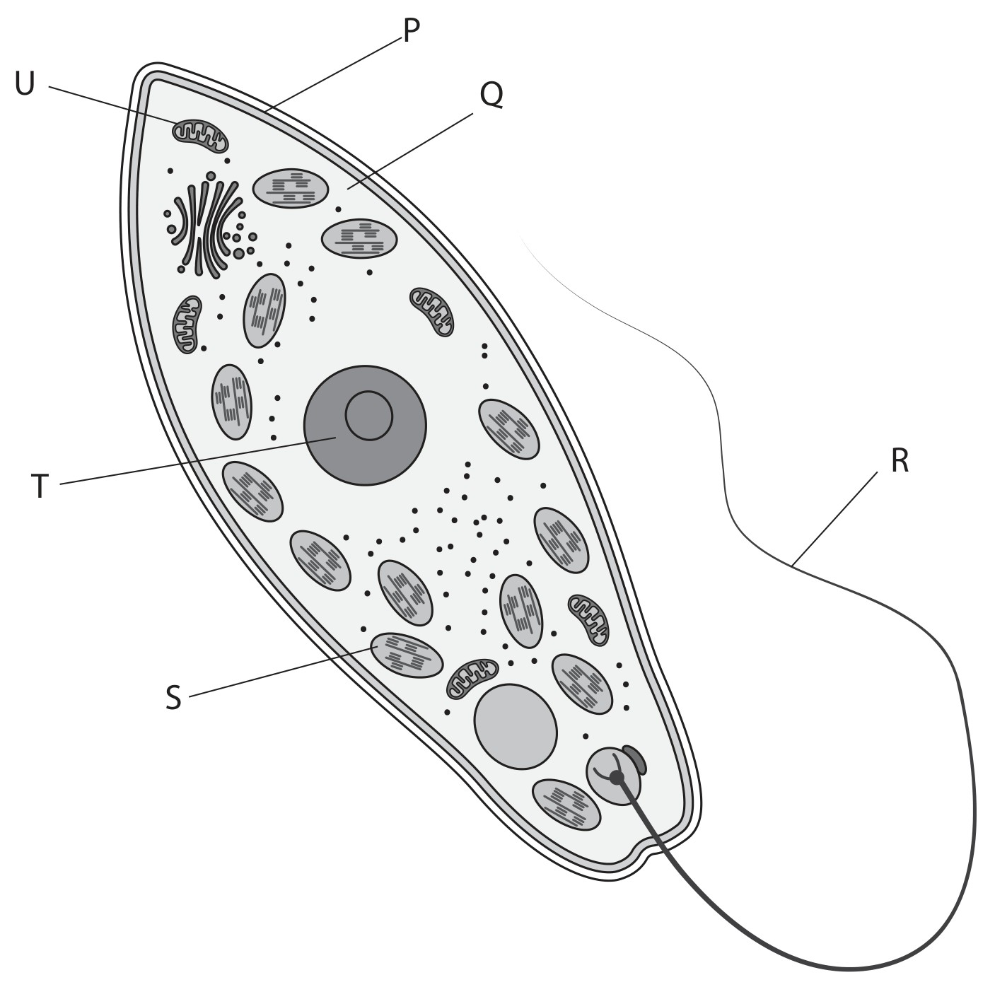 Figure for Question 1 — Edexcel IGCSE Biology