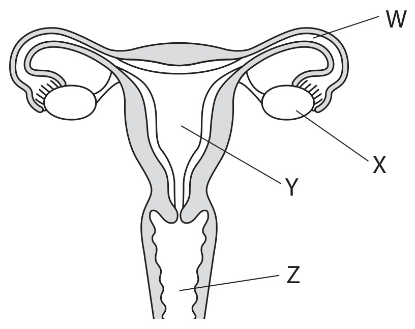 Figure for Question 21 — Edexcel IGCSE Biology