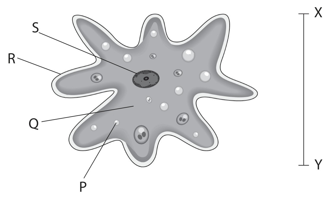 Figure for Question 2 — Edexcel IGCSE Biology