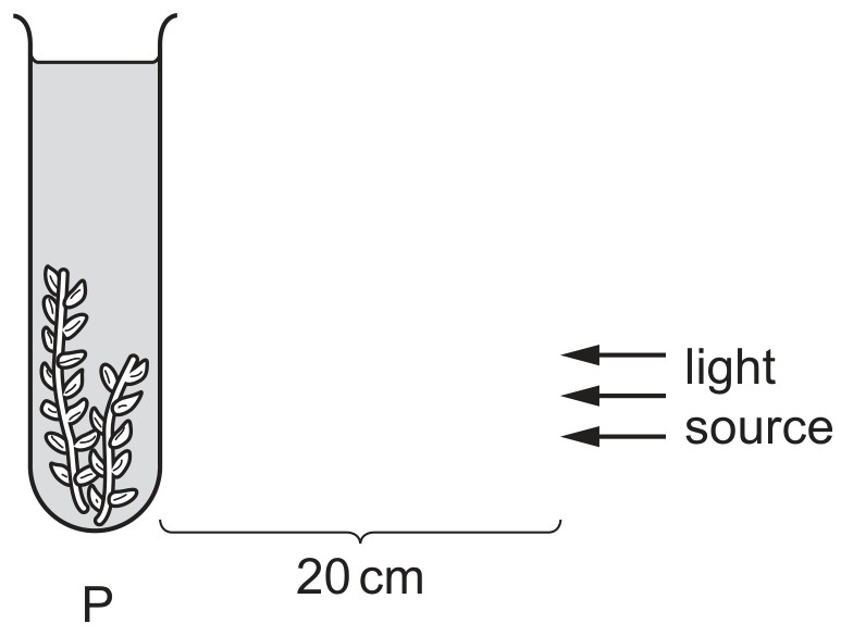 Figure for Question CAIE IGCSE Biology 6.1.8 Effects of Varying Light Intensity Questions question 1 — CAIE IGCSE Biology