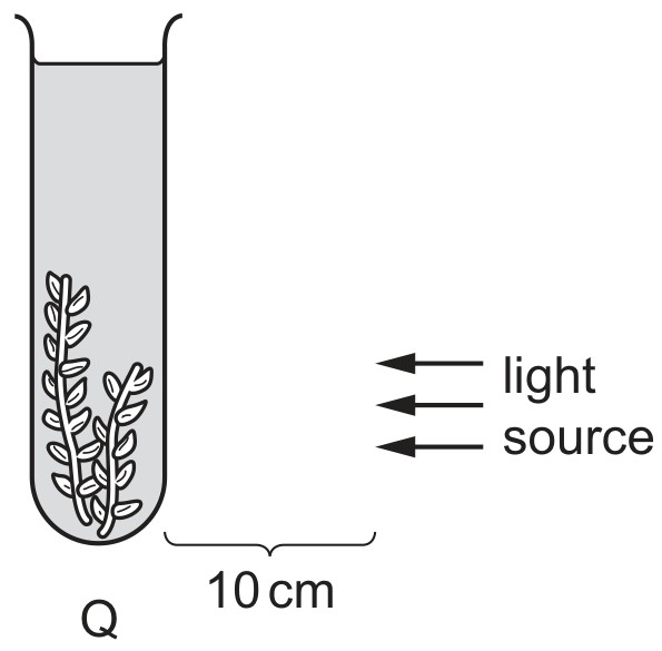 Figure for Question CAIE IGCSE Biology 6.1.8 Effects of Varying Light Intensity Questions question 1 — CAIE IGCSE Biology