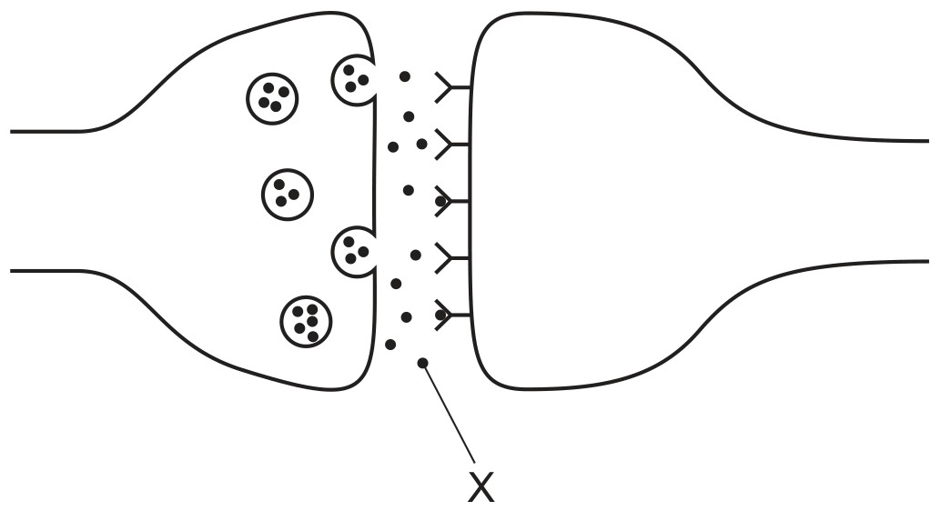 Figure for Question CAIE IGCSE Biology 14.1.7 Synapse As a Junction Between Two Questions question 1 — CAIE IGCSE Biology