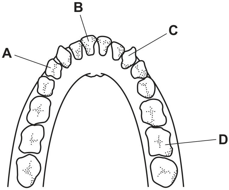 Figure for Question 2 — CAIE IGCSE Biology