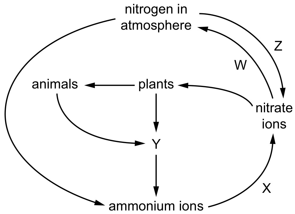 Figure for Question 3 — CAIE IGCSE Biology