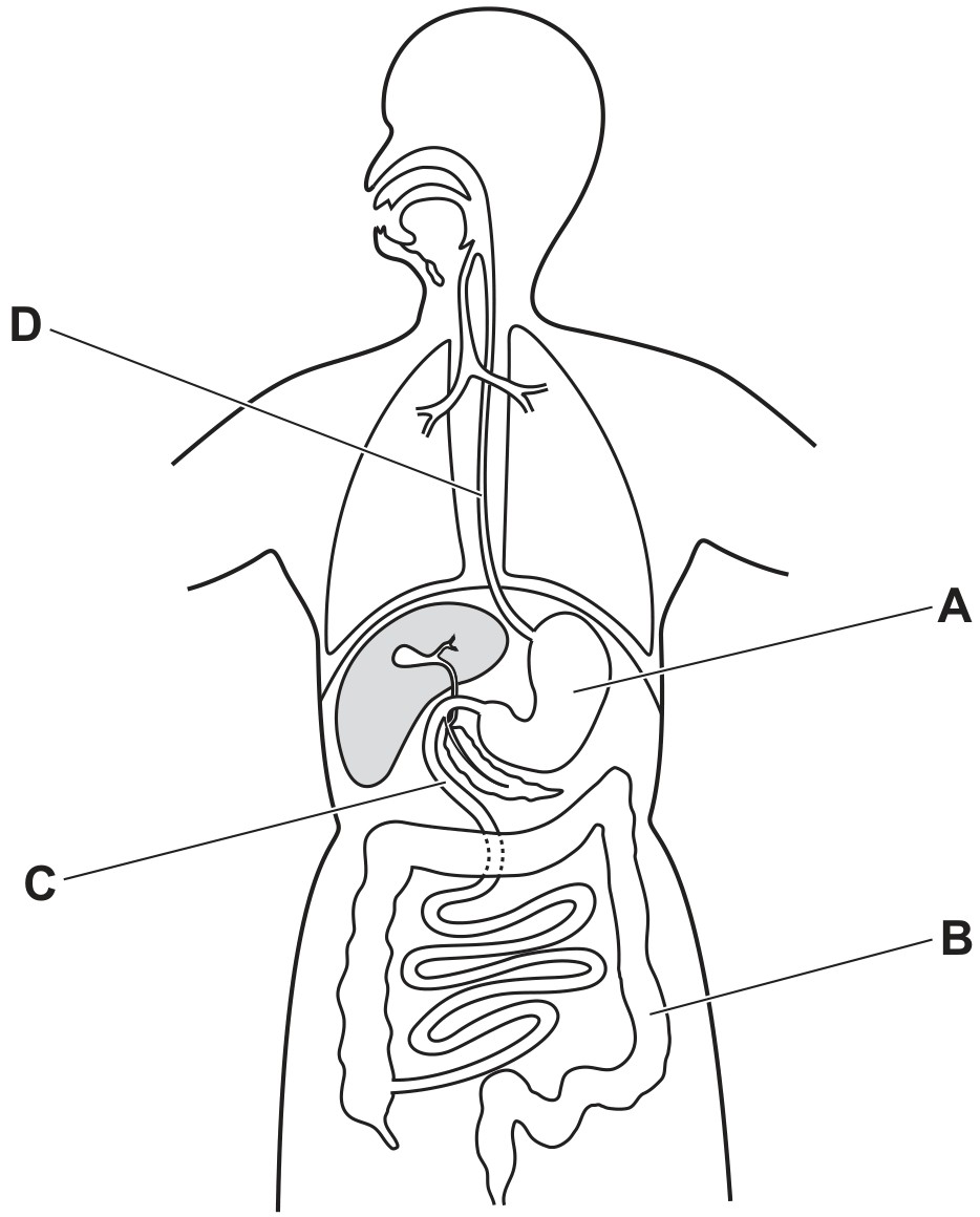 Figure for Question 3 — CAIE IGCSE Biology