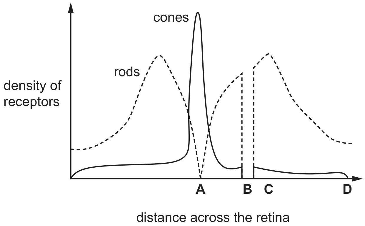 Figure for Question CAIE IGCSE Biology 14.2.9 Position of the Fovea and State Its Questions question 1 — CAIE IGCSE Biology