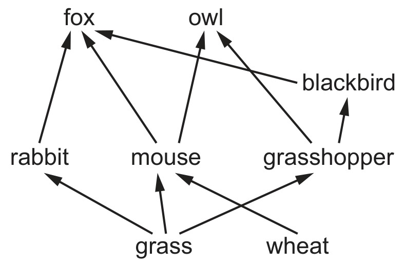 Figure for Question CAIE IGCSE Biology 19.2.6 Consumers May Be Classed As Primary Questions question 1 — CAIE IGCSE Biology